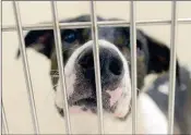  ?? Buy these photos at YumaSun.com PHOTOS BY RANDY HOEFT/ YUMA SUN ?? ABOVE: “SKITTLES,” A 1-YEAR-OLD Pit Bull mix, presses her nose against the bars in her holding pen at PetSmart, 1460 Yuma Palms Parkway, in the Yuma Palms Regional Center. RIGHT: Morgan Clark, a Humane Society of Yuma adoption counselor, holds one of...