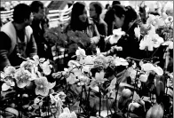  ?? LIN YIGUANG / XINHUA ?? People select flowers at a flower market in Kunming, Yunnan province. This year witnessed a decline of fresh flowers trade volume but a higher price.