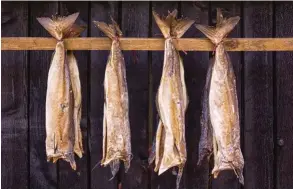  ??  ?? I medeltida skildringa­r nämns att stockfiske­n kunde vara ätbar upp till tio år efter konserveri­ngen.