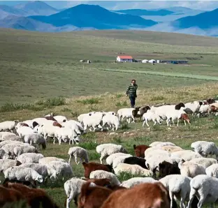  ?? — Photos: AFP ?? This file pic shows a farmer in northern Mongolia who had had to reduce his livestock by half to revive the grazing land.