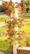  ?? ROBERT FORD/COURTESY ?? Climbing roses on a gazebo.