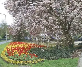  ??  ?? In full bloom: a magnolia tree and tulips in the official colors of red and yellow at the Electoral Garden.