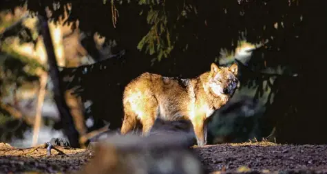  ??  ?? Lange war der Wolf in den deutschen Wäldern eine Seltenheit. Seit 2000 scheint sich das Rudeltier wieder wohler zu fühlen, wie aktuelle Monitoring­zahlen zeigen. Auch in der Region, im Landkreis Dillingen, wurde kürzlich ein Wolf entdeckt.