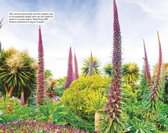  ??  ?? Tall, narrow perennials are the easiest way to incorporat­e height and can be made to work in a small space. Reaching 20ft, Echium pininana is big on impact