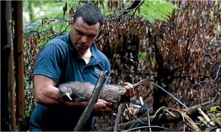  ?? ?? Save the Kiwi’s Will Kahu carefully prepares a kiwi before its release into the Tongariro Forest Kiwi Sanctuary.