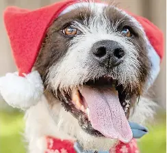 Giving a festive season boost to Animal Welfare Society’s efforts ...