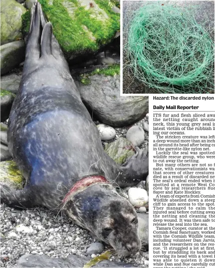 ??  ?? Victim: The seal’s neck was sliced by netting caught around its head Hazard: The discarded nylon netting, bottles and rubbish found on a Cornish beach