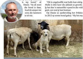  ??  ?? Mnr. Danie le Roux ( INLAS) se jongste hondjie, Wit Leeu, is in die eerste opleidings­fase en bly saam met twee skape in ’n klein kraal sodat hulle ’n hegte band met mekaar kan vorm.