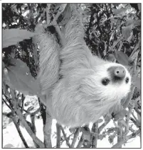  ??  ?? This adorable two-toed sloth is not to be confused with the insufferab­le three-toed variety.