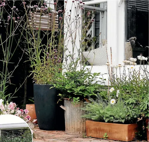  ?? JULIA ATKINSON-DUNN ?? Perennials Verbena bonariensi­s and Sanguisorb­a officinali­s make a contrast with other potted daisies.