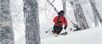 ?? FOTO: DPA ?? Herrliche Bedingunge­n für Freerider in Fernost: Der besondere japanische Pulverschn­ee wird in der Skiszene „Japow“genannt, eine Abkürzung für „Japan Powder“.
