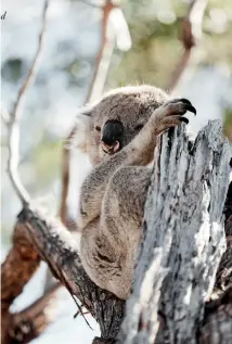  ??  ?? OPPOSITE: Koala spotting on Raymond Island.