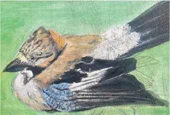  ??  ?? ●●This painting of a jay is by John Taylor, of Glossop