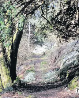  ??  ?? All white Snowdrop-lined path at Kilbryde Castle gardens