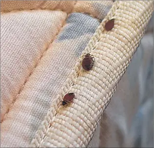  ?? SUBMITTED PHOTO ?? Bed bugs on the seam of a mattress.