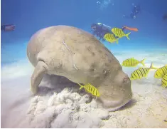  ??  ?? The dugong we saw in the waters of Busuanga