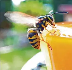  ?? ?? Durst II: Frischer Saft – nicht nur für Menschen ein Genuss. Diese Wespe lässt es sich ebenfalls schmecken. Das Foto stammt von Astrid Andree.