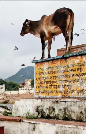  ?? REUTERS ?? A cow stands outside a temple at a lake in Pushkar in Rajasthan on Friday.