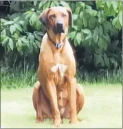  ?? (Pic: courtesy of Charles O’Brien) ?? Bella spent two nights in the Dean of Cashel’s garden, where this photo was taken. The public are being urged not to approach her directly.