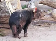  ?? COURTESY OF ABQ BIOPARK ?? ABQ BioPark officials say Poppi, the last Tasmanian Devil at the Rio Grande Zoo, is a senior citizen at age 8 — 120 in human years.
