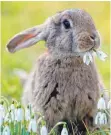  ?? FOTO: DPA ?? Für einige Leser ist Kaninchenz­ucht Tierquäler­ei.