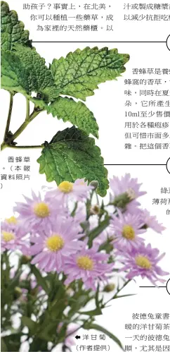  ??  ?? 香蜂草。(本報資料照片) 洋甘菊。（作者提供）