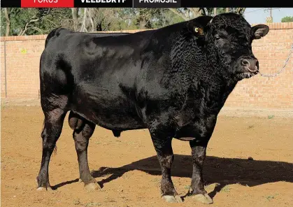  ?? FOTO: WAYNE SOUTHWOOD FOTO: LIZA BOHLMANN ?? Oak Valley Kitatera-ET Ben T’Son is Taurus Evolution se Wagyu-bul. Hy is geteel uit Michifuku 1615 en Blackmore Hikohime Z075. Meer as net ’n kommoditei­t: Die gesogte Wagyu-vleis het sagte, sappige en geurige eienskappe en is uitstekend gemarmeer.