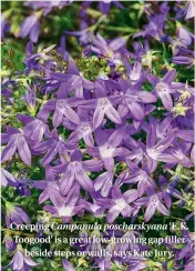  ??  ?? Creeping Campanula poscharsky­ana ‘E.K. Toogood’ is a great low-growing gap filler beside steps or walls, says Kate Jury.