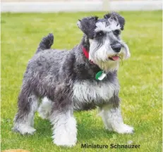  ??  ?? Miniature schnauzer