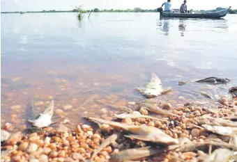  ??  ?? La semana pasada, en la zona de Concepción, se registró la primera mortandad de peces.