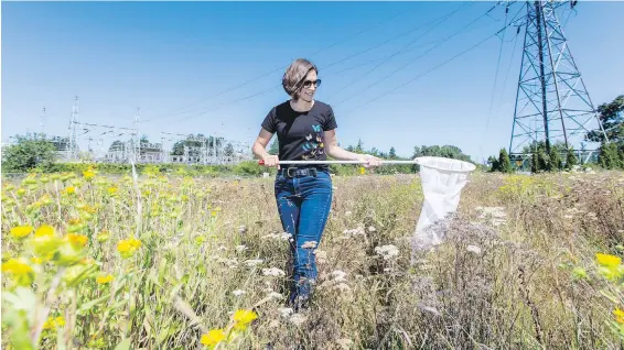  ??  ?? Lora Morandin looks for insects near George Tripp Substation in Saanich: “Planting the right plants will attract keystone species [of pollinator­s] to your yard.”