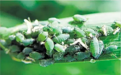  ?? PHOTO: CONTRIBUTE­D ?? APHID ADVICE: There are generally three main species of aphid that affect wheat, barley and oats; the oat aphid, the rose grain aphid and the corn aphid.