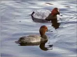  ?? CP HANDOUT ?? A Redhead duck, foreground, and a Common Pochard are seen in Victoria in an undated handout photo.