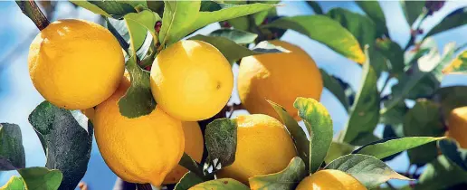  ??  ?? Gargnano L’associazio­ne «Terre &amp; Sapori» ha fatto rivivere le vecchie limonaie e promosso i prodotti tipici del territorio