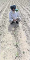  ?? HT PHOTO ?? A pheromone trap at PAU’S cotton farm in Bathinda to check infestatio­n of the deadly pink bollworm.