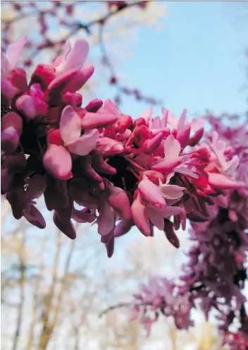  ?? DEAN FOSDICK/THE ASSOCIATED PRESS ?? Redbud blooms about the time bees were beginning to forage for a new season of honey production. People often overlook trees when planting for pollinator­s.