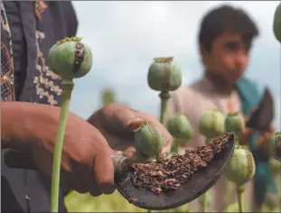  ??  ?? High… In this 17 April 2018 photograph, an Afghan farmer harvests opium sap from a poppy field in the Surkh Rod district. Vienna-based United Nations Office on Drugs and Crime said it also feared illicit opium poppy and coca leaf cultivatio­n could rise as the economic crisis caused by the pandemic led to joblessnes­s and other problems around the globe.