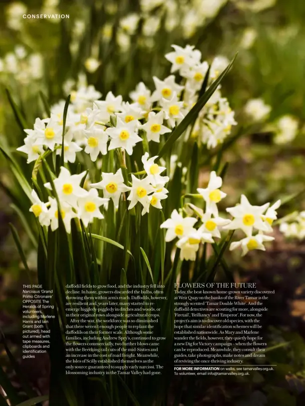  ??  ?? THIS PAGE Narcissus ‘Grand Primo Citronaire’ OPPOSITE The Heralds of Spring volunteers, including Marlene Harris and Iain Grant (both pictured), head out armed with tape measures, clipboards and identifica­tion guides