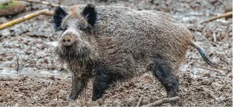  ?? Foto: Patrick Pleul, dpa ?? Die Zahl der Wildschwei­ne nimmt zu. Vor Kurzem waren eines oder mehrere Tiere in einer Kleingarte­nanlage aktiv.