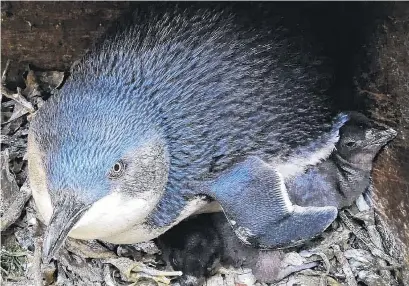  ?? PHOTO: SUPPLIED ?? First to hatch . . . A 10yearold female sits on the first chicks of the season at the Oamaru Blue Penguin Colony.