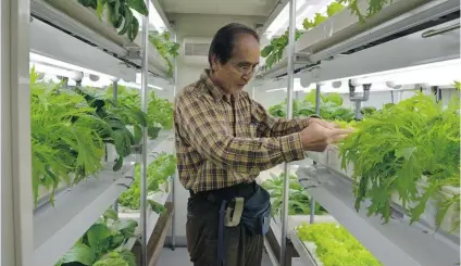  ?? UNIVERSITY OF TOKYO, INSTITUTE OF GERONTOLOG­Y ?? Toshio Nakamura, 63, tends to a crop of lettuce and arugula at an experiment­al greenhouse in Kashiwa, a suburb of Tokyo in Chiba Prefecture. The project is being tested as a way to provide ‘ second life’ employment and fresh greens in a massive social...