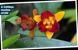  ?? ?? A Cattleya maxima orchid