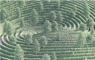  ?? STUDIO PRECHT ?? Austrian-based designer Chris Precht recently unveiled his concept for a mazelike park that allows visitors to maintain physical distance as they walk along paths separated by hedges.