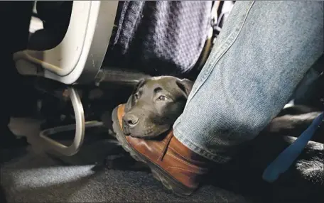  ?? Julio Cortez Associated Press ?? DOGS of any breed would qualify if trained. Above, a service dog rests inside a United Airlines plane during a 2017 training exercise.