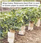  ??  ?? Wrap Celery ‘Robinsons Giant Pink’ in card or brown paper to assist with blanching