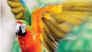  ?? ?? Попугай ара - почетный участник пресс-конференци­и по итогам инвентариз­ации в Ганноверск­ом зоопарке