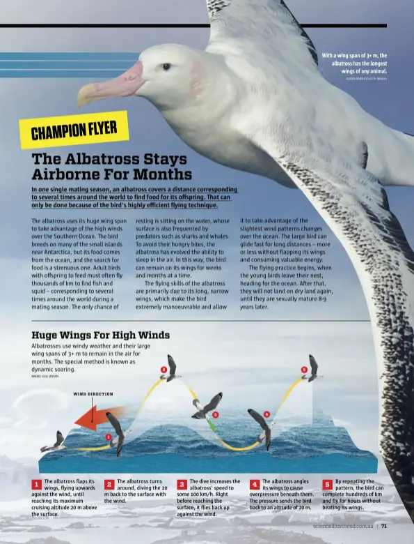  ?? GLENN BARTLEY/GETTY IMAGES ?? With a wing span of 3+ m, the albatross has the longest wings of any animal.