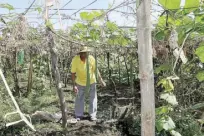  ??  ?? Eduardo Umali, 67, harvests crops in his farm.