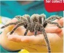 ??  ?? QUITE A HANDFUL Massive spider