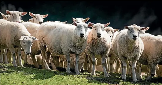  ?? PHOTO: DIANE BISHOP. ?? Sheep farmers are being encouraged to sign up to the new online portal Myospri.